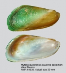 Mytella guyanensis