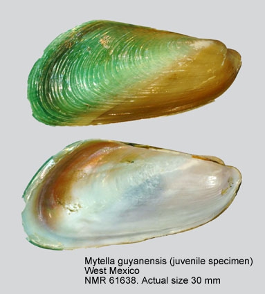 Mytella guyanensis