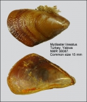 Mytilaster lineatus