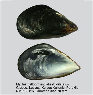 Mytilus galloprovincialis