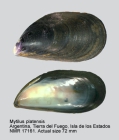 Mytilus platensis