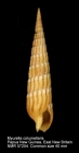Myurella columellaris