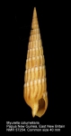 Myurella columellaris