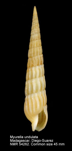 Myurella undulata