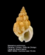 Nassarius nodicinctus