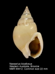 Nassarius bicallosus