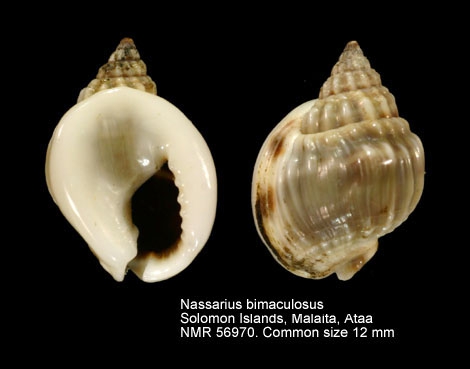 Nassarius bimaculosus