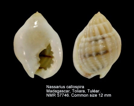 Nassarius callospira