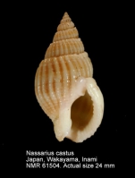 Nassarius castus