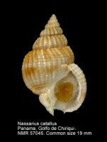 Nassarius catallus