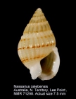 Nassarius celebensis