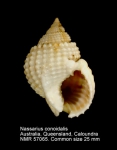 Nassarius conoidalis