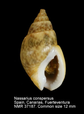Nassarius conspersus