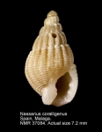 Nassarius coralligenus