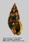 Nassarius corniculum