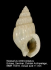 Nassarius crebricostatus
