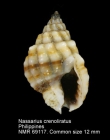 Nassarius crenoliratus