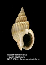 Nassarius crenulatus