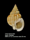Nassarius denticulatus