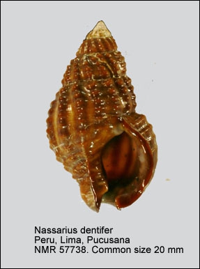 Nassarius dentifer