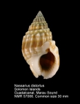Nassariidae