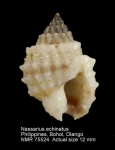 Nassarius echinatus