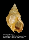 Nassarius fossatus