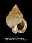 Nassarius gallegosi