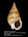 Nassarius gaudiosus