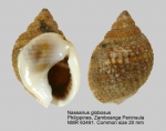 Nassarius globosus