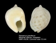 Nassarius graniferus