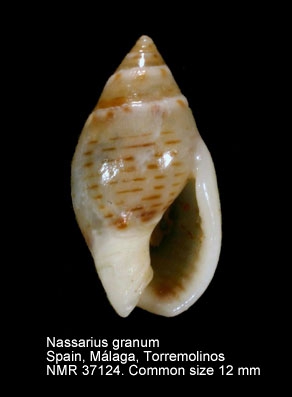 Nassarius granum