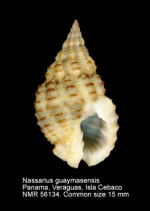 Nassarius guaymasensis