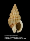 Nassarius incrassatus