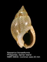 Nassarius limnaeformis