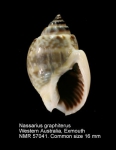 Nassarius graphiterus