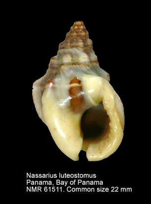 Nassarius luteostomus