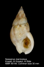 Nassarius marmoreus
