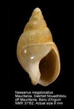 Nassarius megalocallus