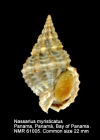Nassarius myristicatus