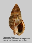 Nassarius nitidus