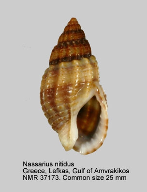 Nassarius nitidus