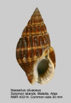 Nassarius olivaceus