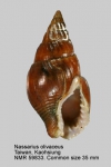 Nassarius olivaceus