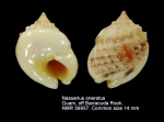Nassarius oneratus