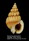 Nassarius pachychilus