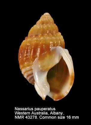 Nassarius pauperatus