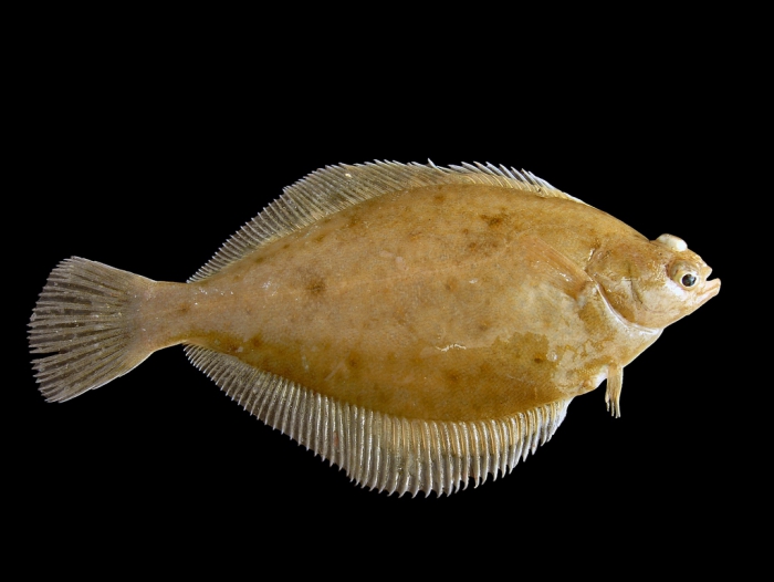 Limanda limanda (Linnaeus, 1758) Limanda limanda (Linnaeus, 1758)