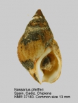 Nassarius pfeifferi