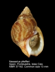 Nassarius pfeifferi